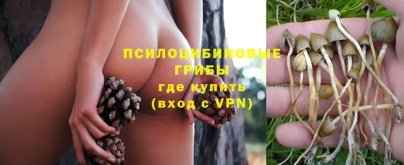 Псилоцибиновые грибы Magic Shrooms  Тосно 